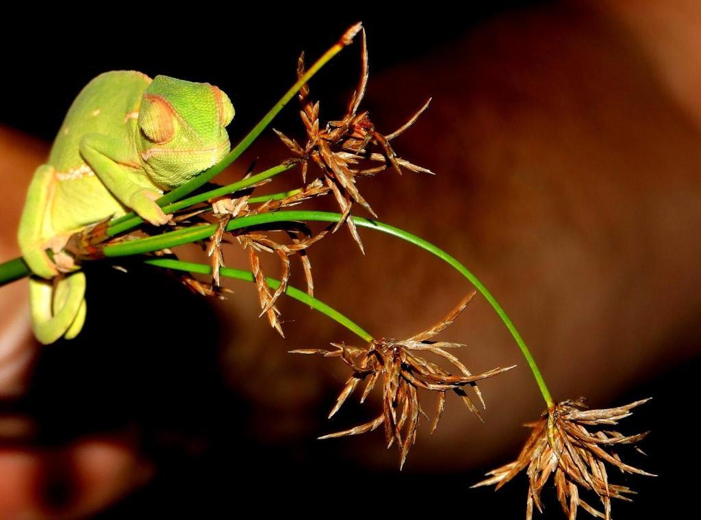Buya Futhi Bed & Breakfast Saint Lucia Estuary Esterno foto